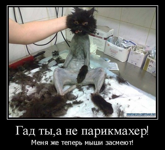 Гад ты, а не парикмахер. Меня же теперь мыши засмеют!